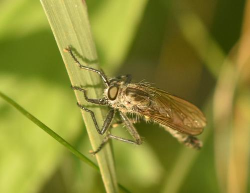 Dysmachus fuscipennis